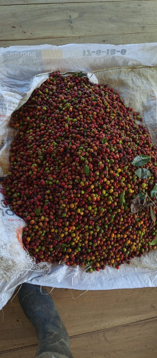 Kaffee Colombia Castillo