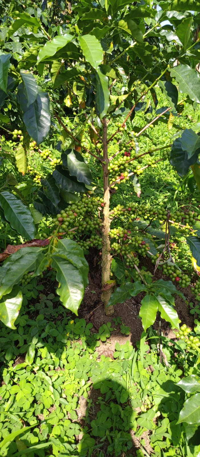 Kaffee Colombia Castillo